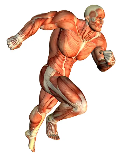 Galopujący budowniczy mięśni ciała — Zdjęcie stockowe