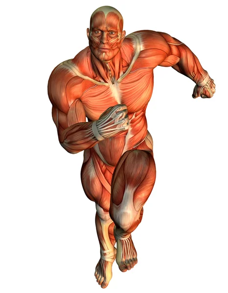 Muskel pågående studie av manliga kroppsbyggare — Stockfoto