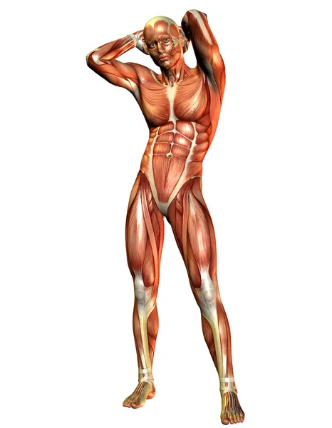 Muskel man stående — Stockfoto