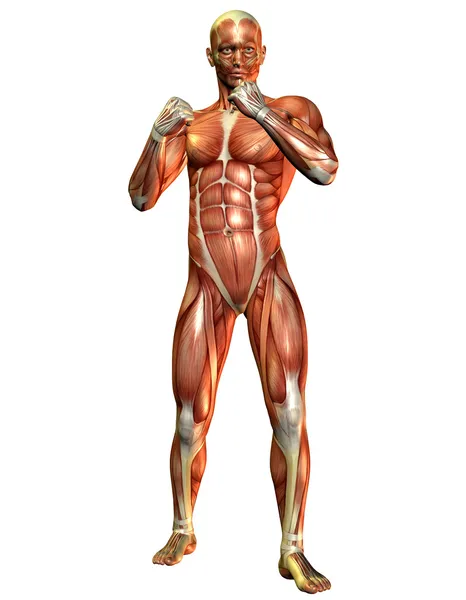 Estudo do músculo — Fotografia de Stock