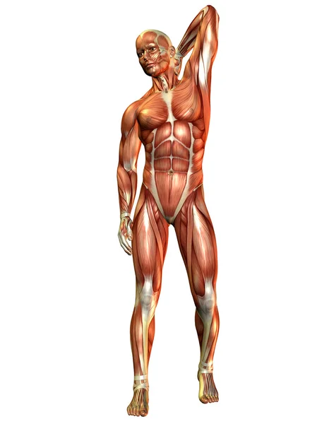 Muscle man uit de voorkant — Stockfoto