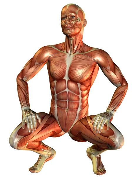 研究有肌肉的男人蹲 — 图库照片
