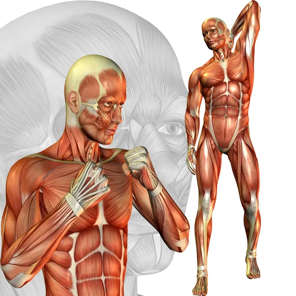 Manliga muskel studie — Stockfoto