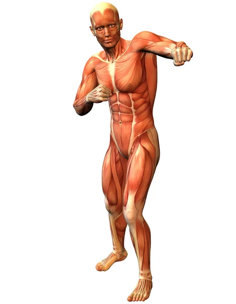 Uomo muscolare in una posa in piedi combattenti — Foto Stock