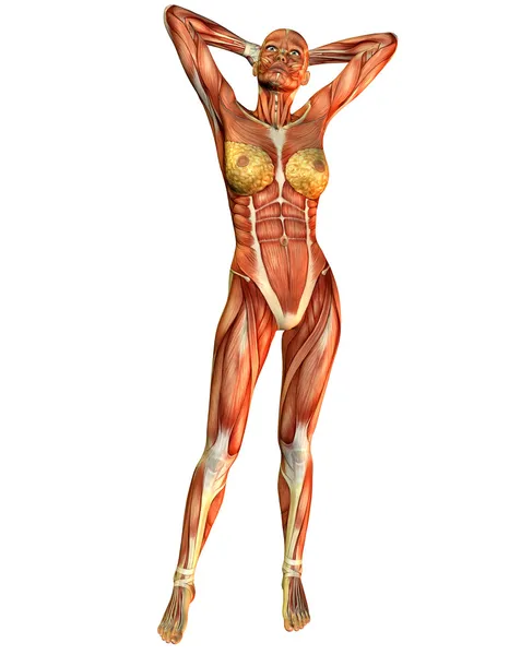 Muskel kvinna framifrån — Stockfoto