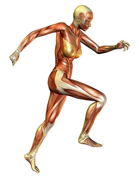 目前的研究，肌肉的女人 — 图库照片