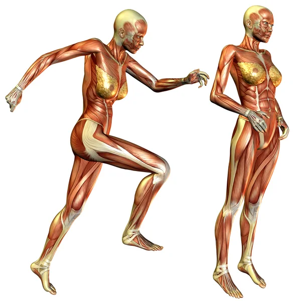 Badanie mięśni kobiece — Zdjęcie stockowe