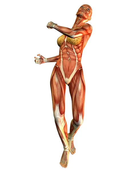 Studie pohybu žena sval — Stock fotografie