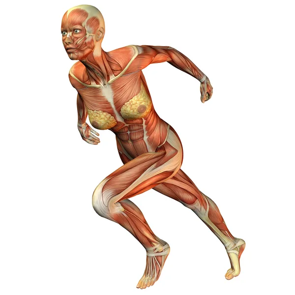 Žena sval běží — Stock fotografie
