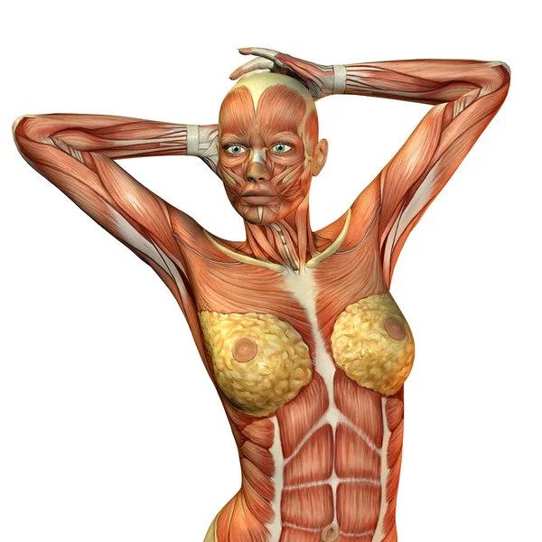 Muskel kvinnlig torso — Stockfoto