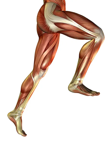 Los músculos de la pierna del hombre Imagen de stock