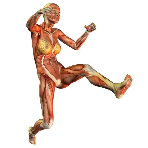 Muscle of a woman jumping — Stock Image Muscle of a woman jumping Royalty Free Stock Photos