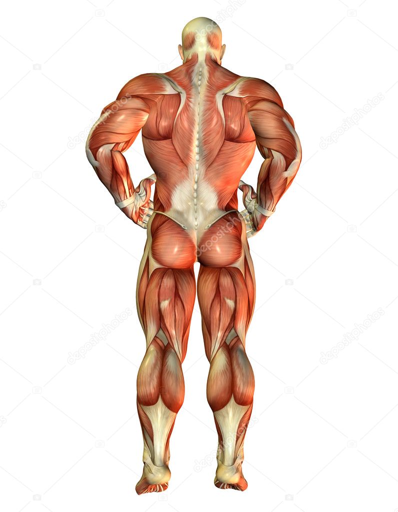Muscle Body Builder view back