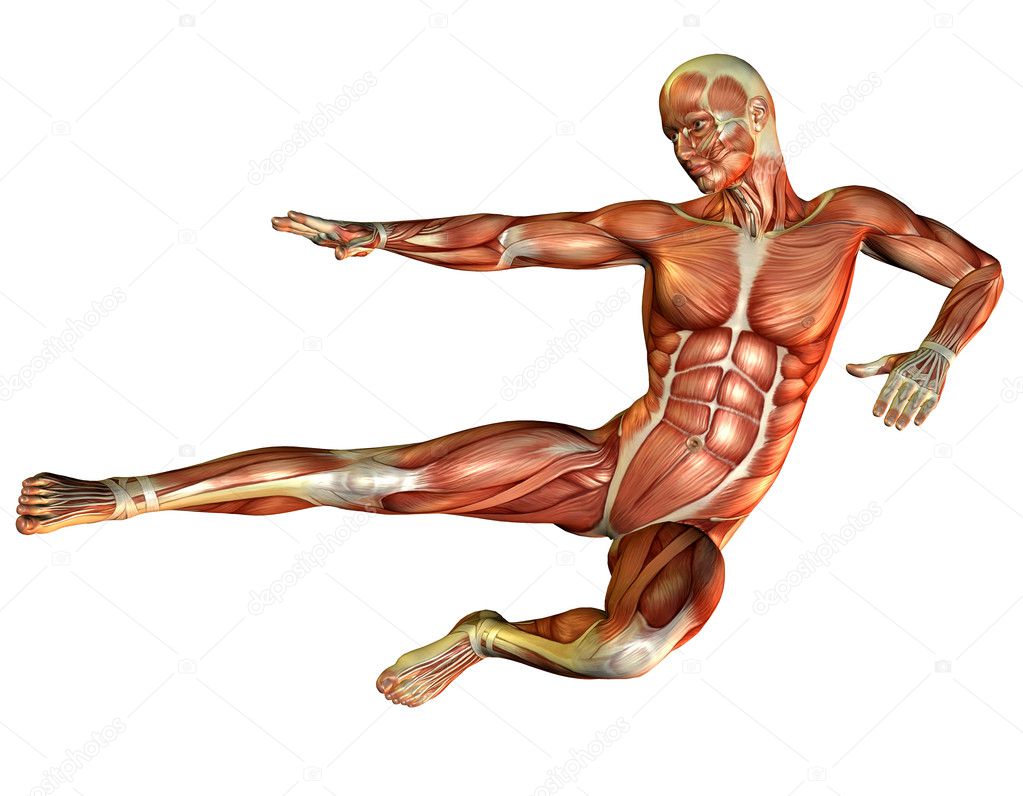 Study muscle man make the leap
