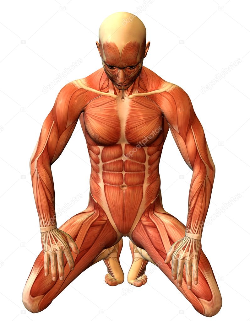 Study muscle man on his knees