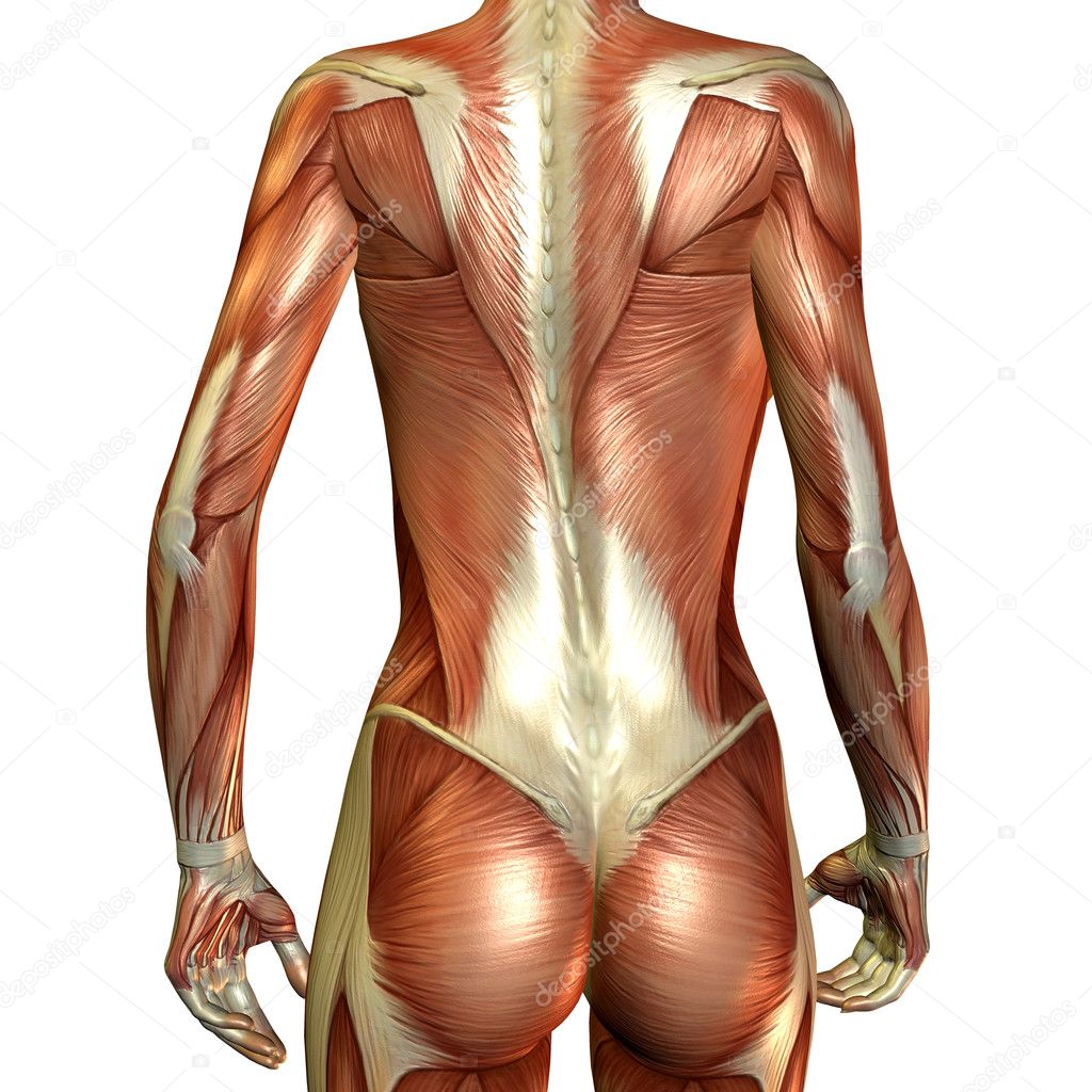 muscle woman back view Stock Illustration