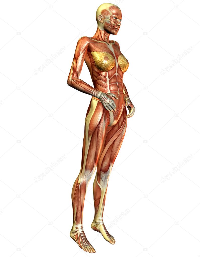 Muscle over the side of woman