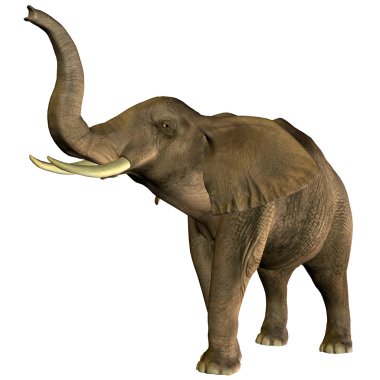 Elephant trumpeting clipart