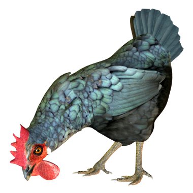 Pecking chicken clipart