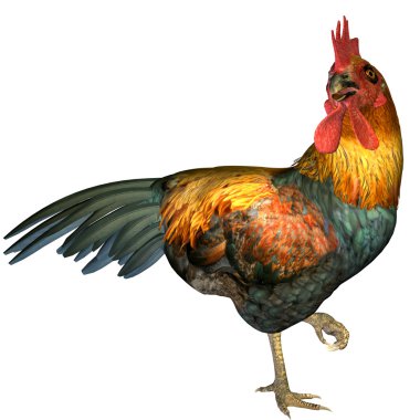 Chicken on a foot clipart