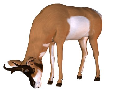 Pronghorn in the feed recordings clipart