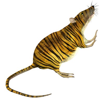 Surreal rat with tiger skin clipart