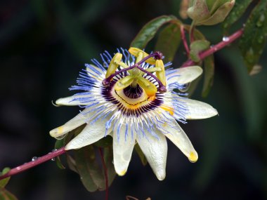 Tutku çiçek/bloom