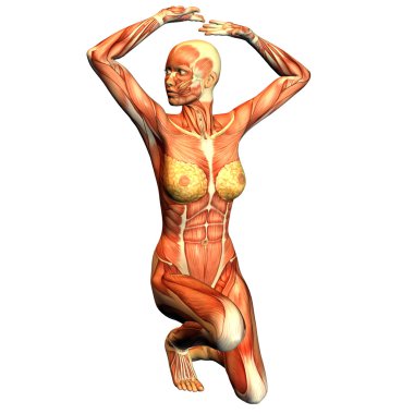 Structure of muscle of a sporty woman clipart