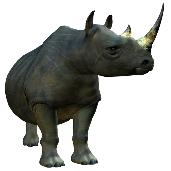 Африканських дикі носоріг — стокове фото