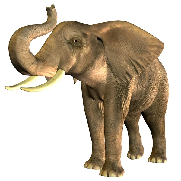 stock image African Elephant
