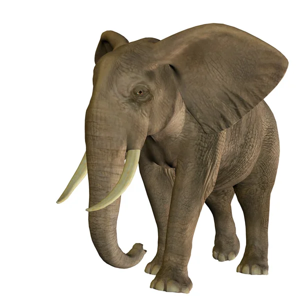 Elefante galopante — Fotografia de Stock
