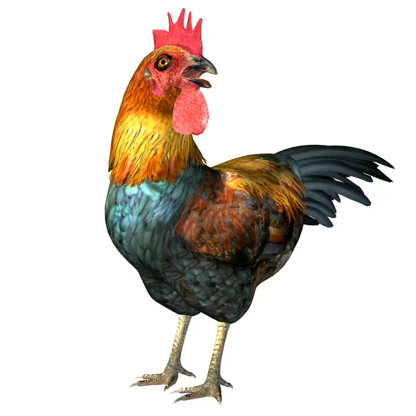 Orgullosa polla — Foto de Stock