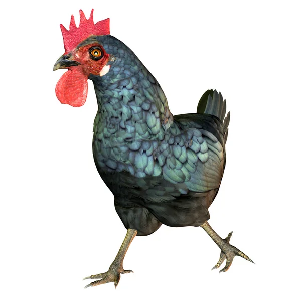 Galopperende kip — Stockfoto