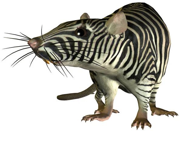 Surrealistische zebra rat — Stockfoto