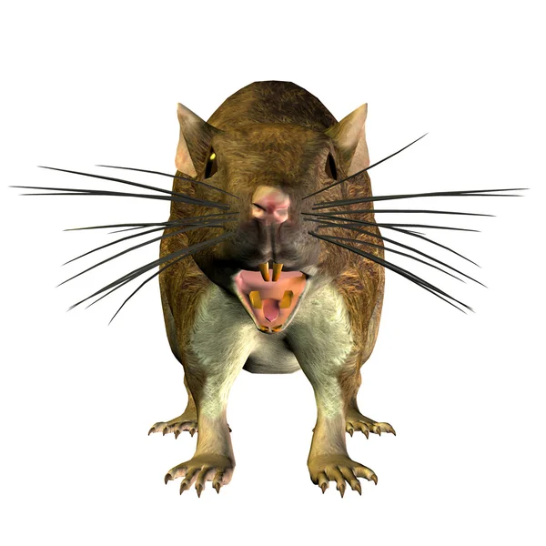 Крыса с фронта — стоковое фото