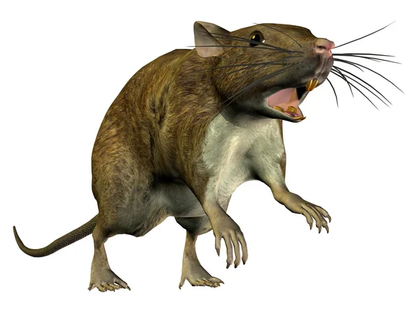 Skoki szczur — Zdjęcie stockowe