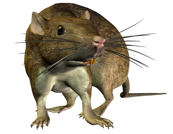 Rato que procura — Fotografia de Stock