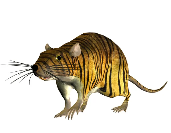 Сюрреалістичний щур у тигровому погляді — стокове фото