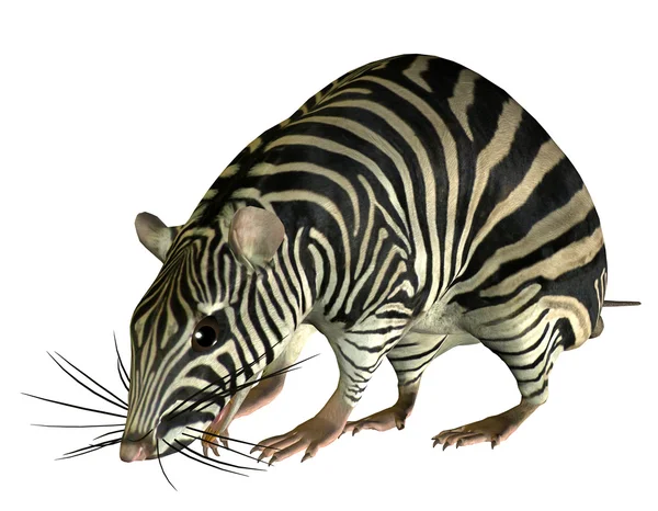 Rato de fantasia em Zebra Look — Fotografia de Stock