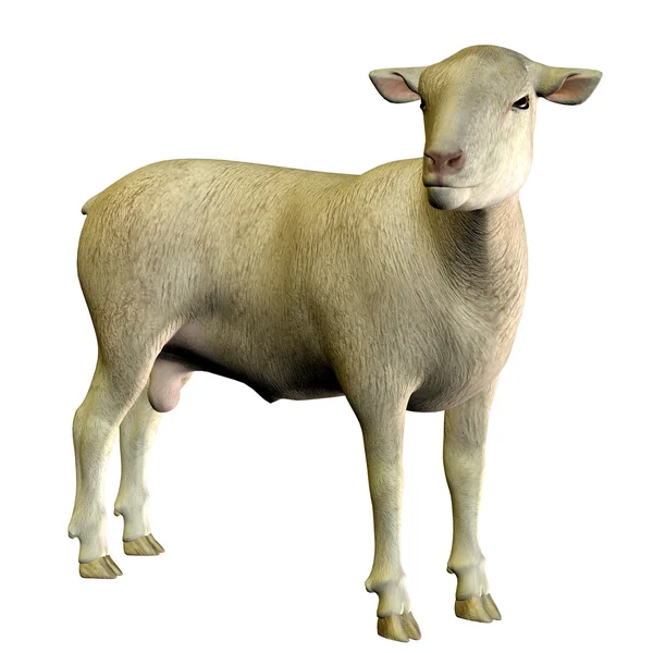 Stehende Schafe — Stockfoto