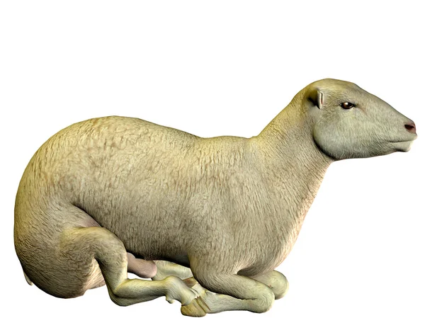 Сидячий овець — стокове фото