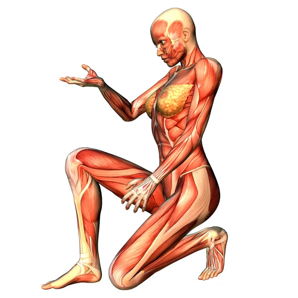 Struktur der Muskelfrau in Pose — Stockfoto