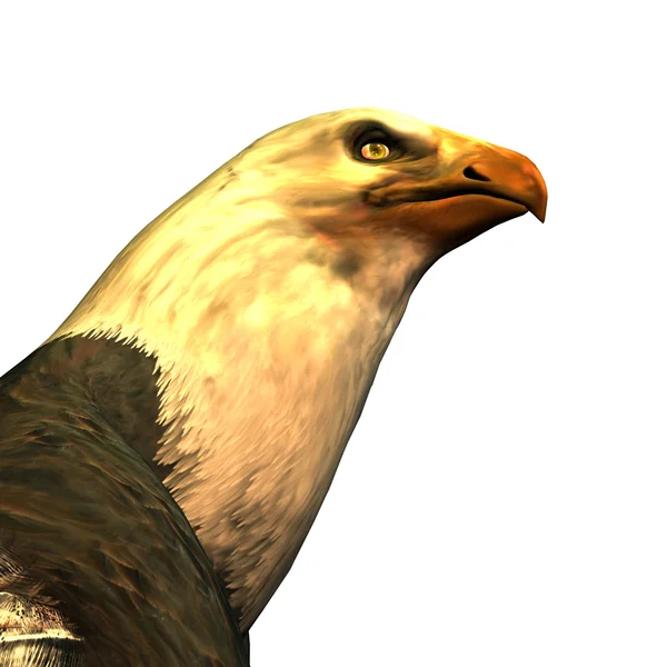 Eagle's hoofd — Stockfoto