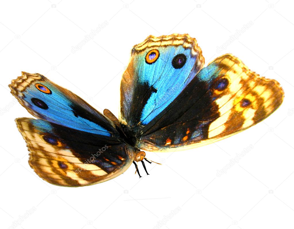 Blueyellow butterfly — Stock Photo © DigitalArtB 4031861
