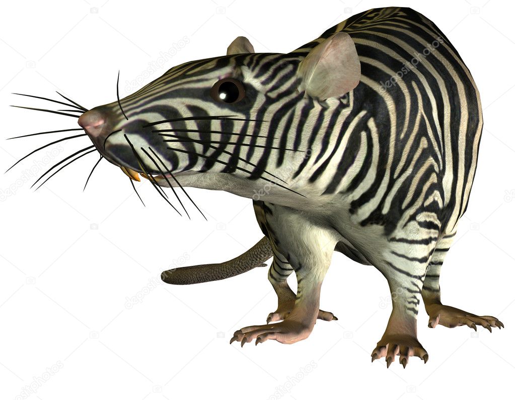 Surreal Zebra rat