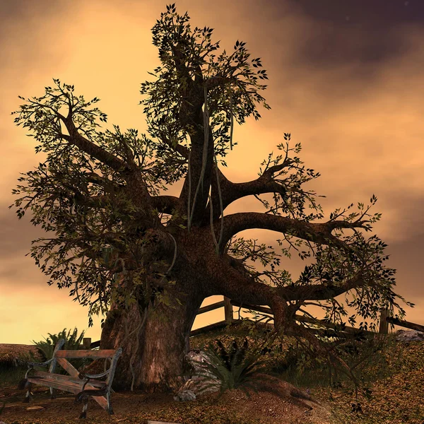 Gammal som ett träd — Stockfoto