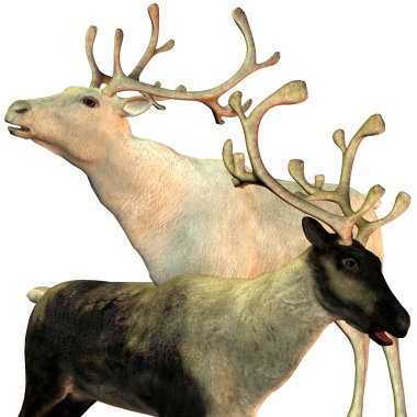 Two reindeers clipart