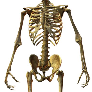 Bone structure of male torso clipart