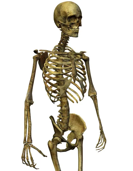 Мужской скелет туловища — стоковое фото