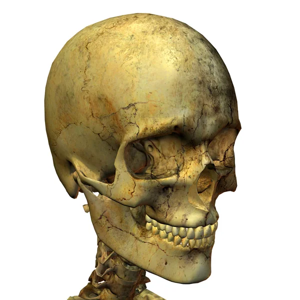 Mannelijke schedel — Stockfoto